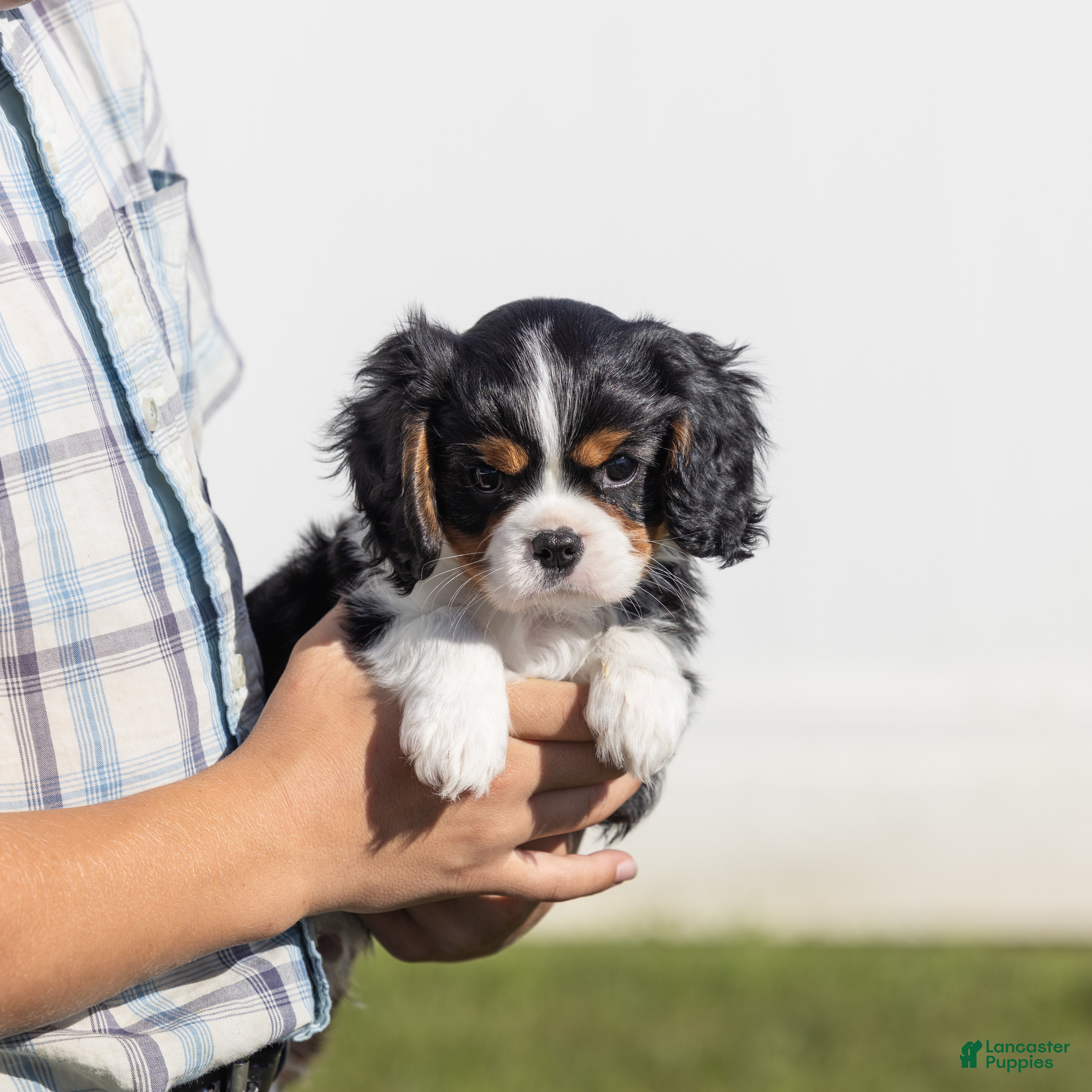 Cavalier King Charles Spaniel dogs Kudos - Ad 1