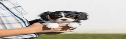 Cavalier King Charles Spaniel dogs for sale: Kudos - Ad 1