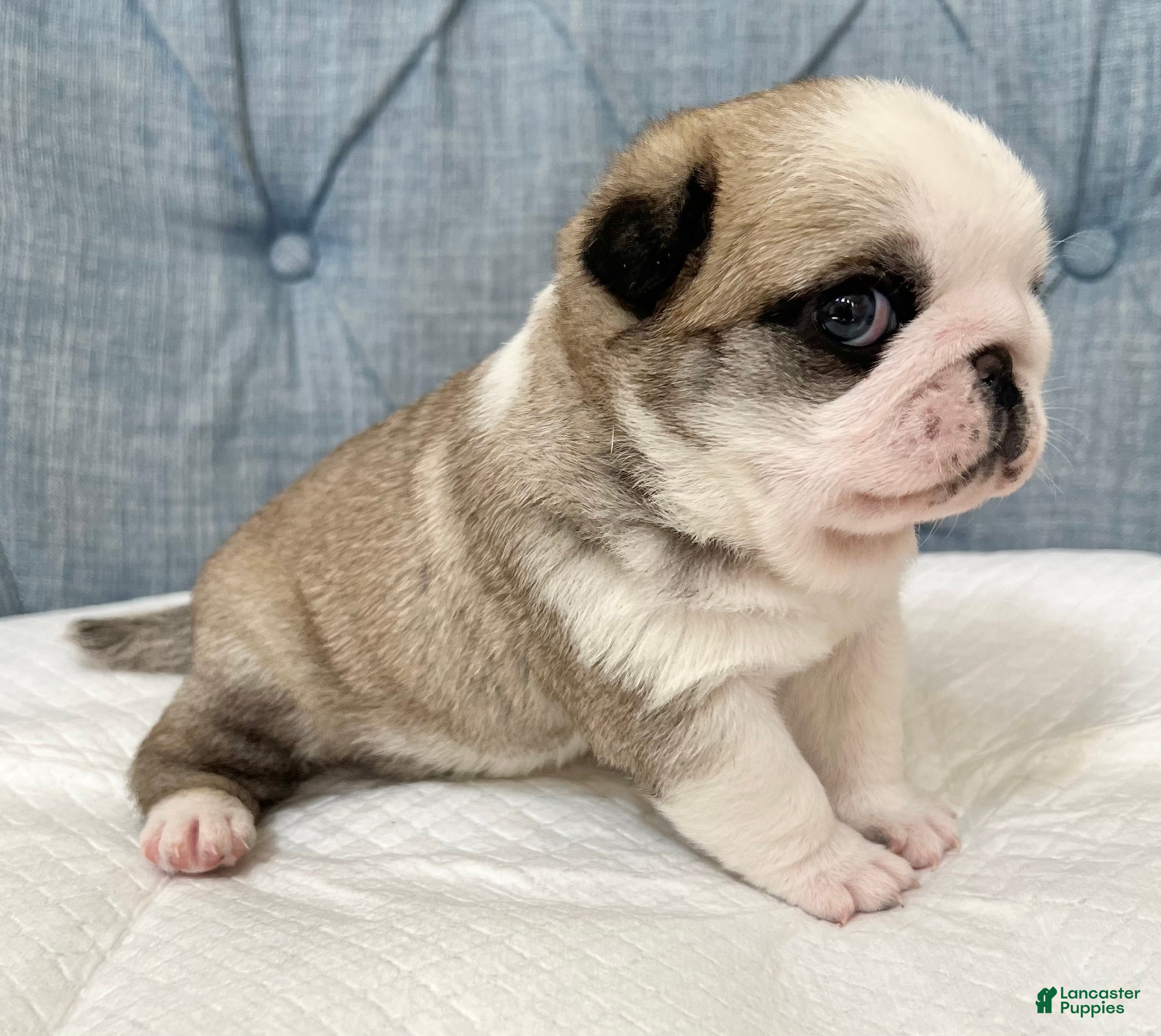 Pug dogs Panda fawn/white male 1 - Ad 32