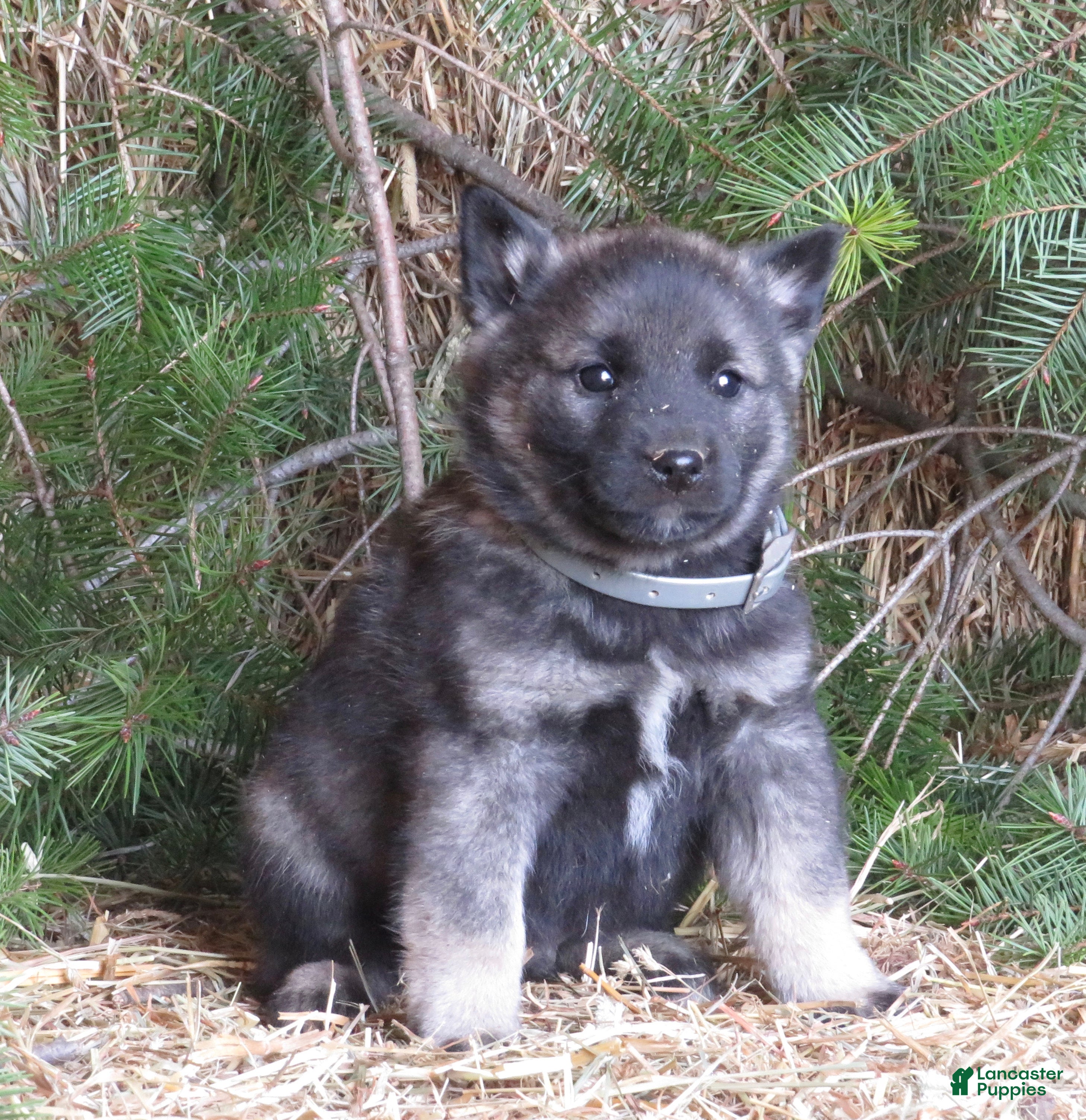 Norwegian Elkhound dogs Discover  - Ad 11