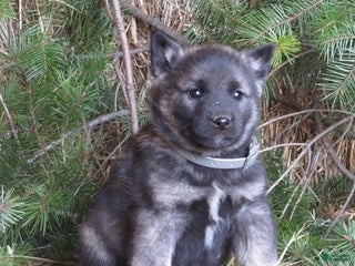Norwegian Elkhound dogs Discover - Ad 18