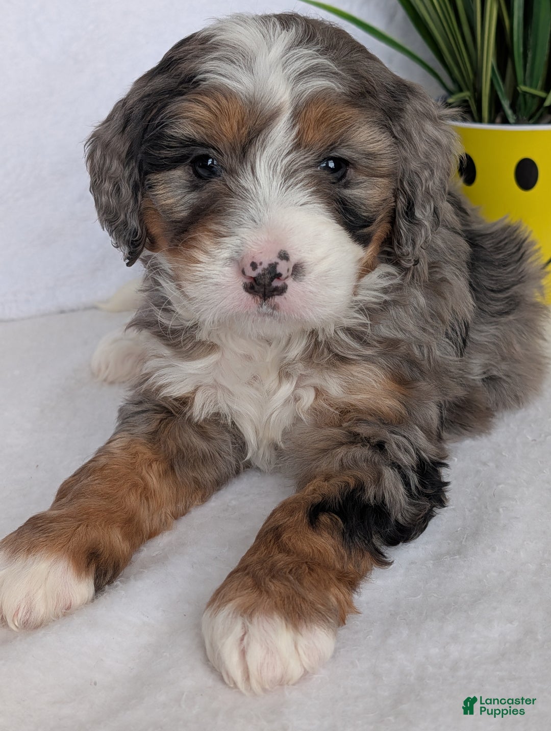 Mini Bernedoodle dogs for sale: Mini Baker - Ad 11