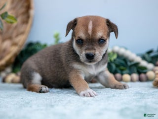 Mixed Breed dogs - Ad 39