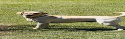 Labrador Retriever dogs for sale: Scout - Ad 2