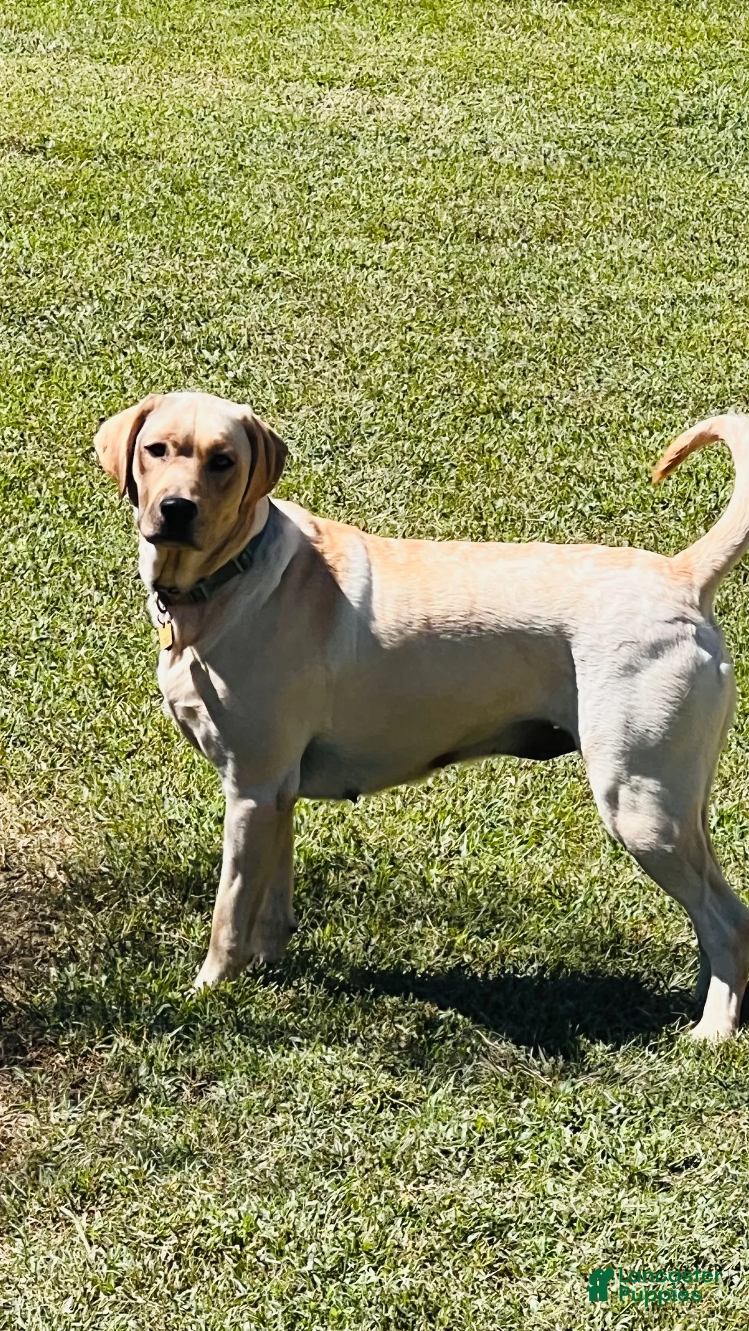 Labrador Retriever dogs for sale: Scout - Ad 2