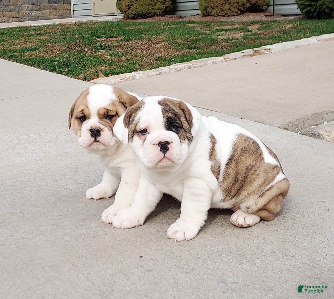 Mixed Breed dogs for sale: Sunny - Ad 3