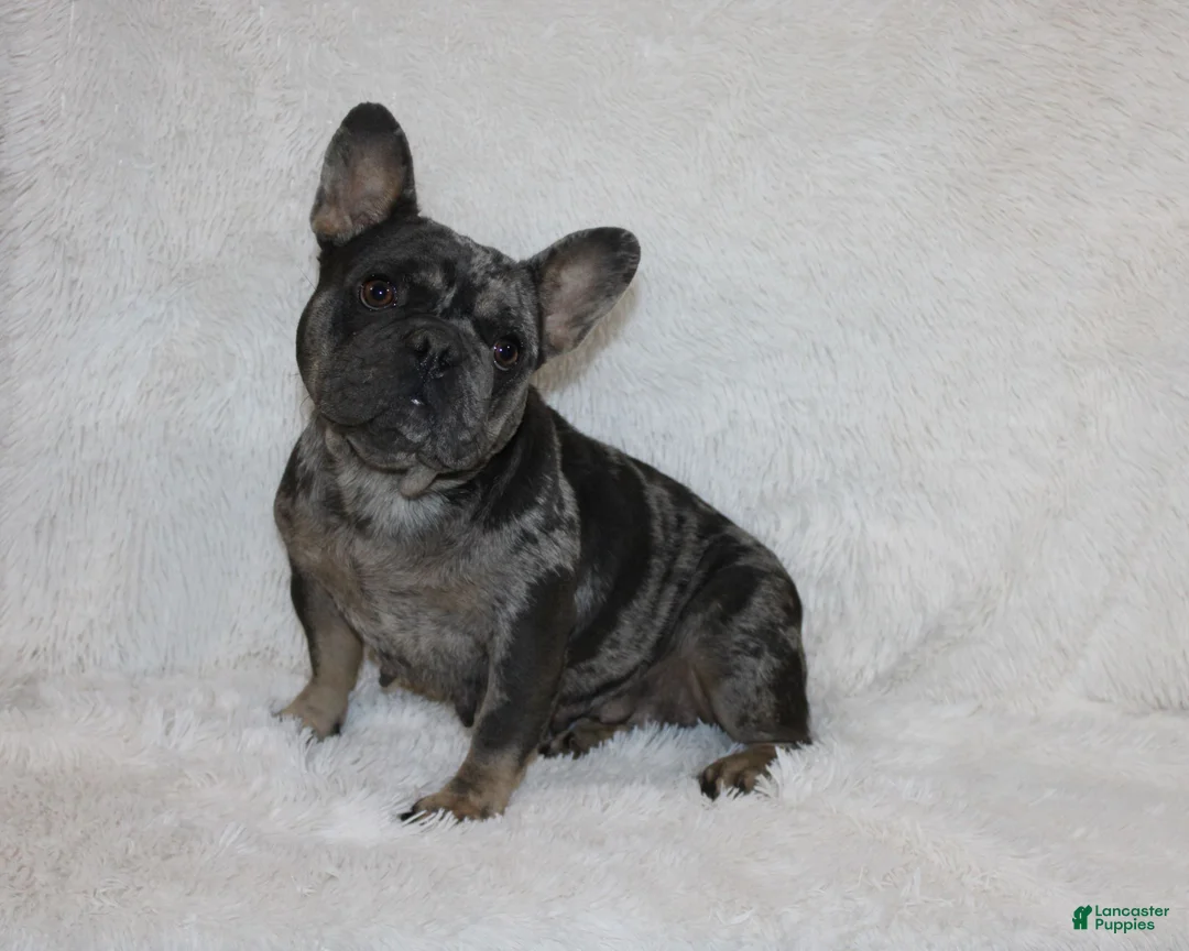French Bulldog dogs for sale: Izzy - Ad 7