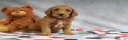 Mini Goldendoodle dogs for sale: Candy - Ad 3