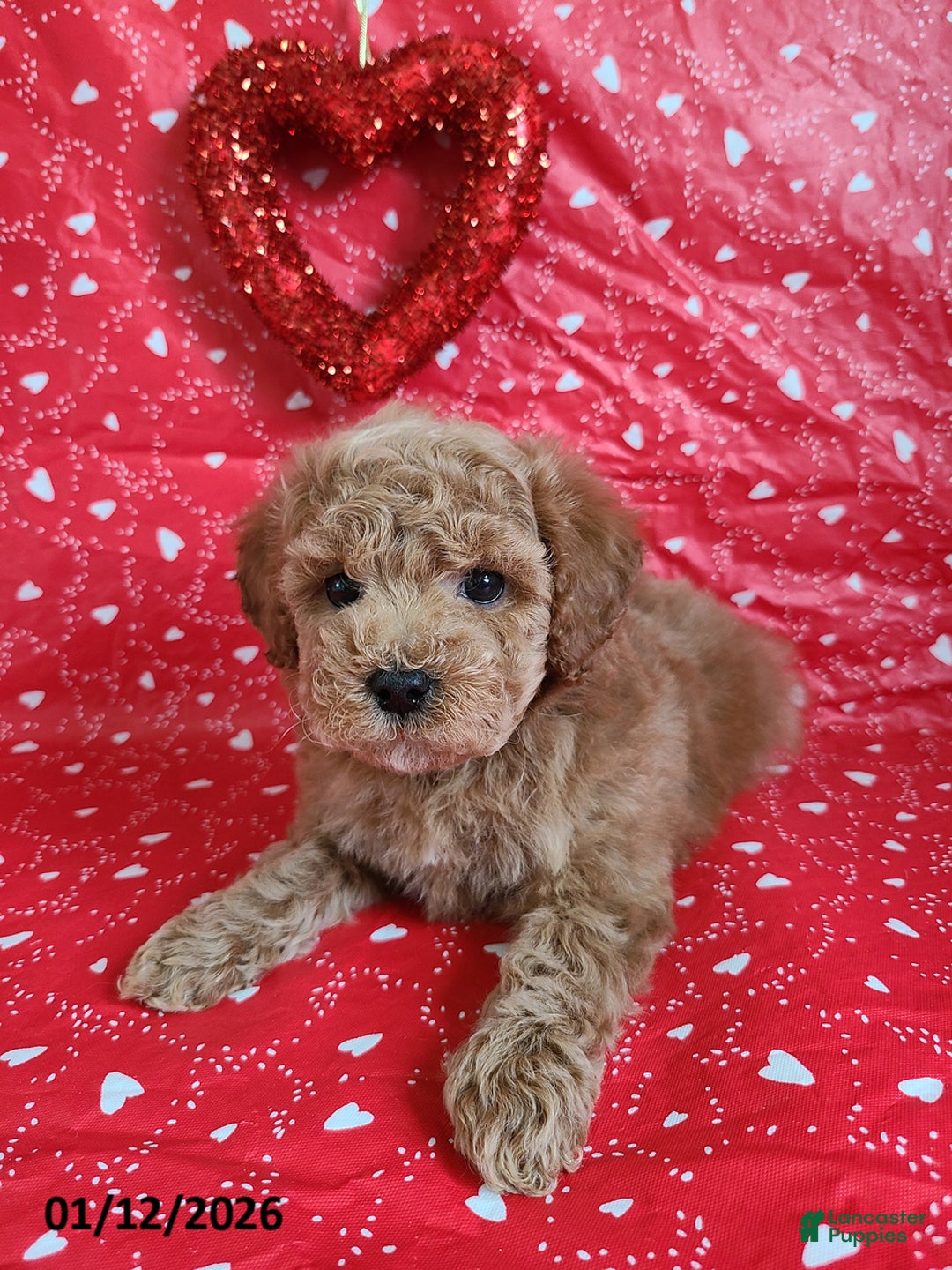 Bichpoo dogs for sale: Daryn - Ad 8