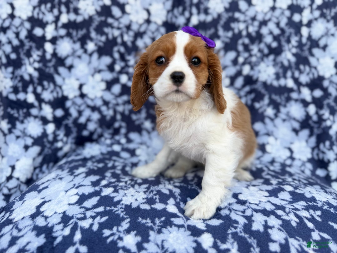 Cavalier King Charles Spaniel dogs for sale: Snowflake  - Ad 6