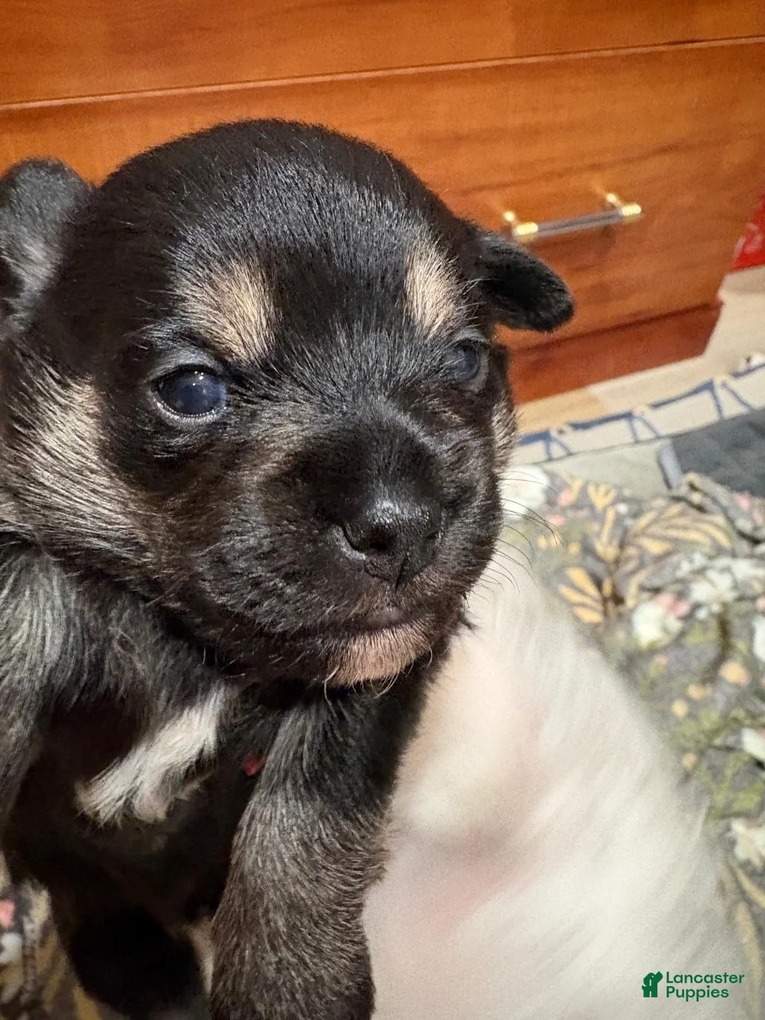 Mixed Breed dogs for sale: Mixed Breed 1 - Ad 2