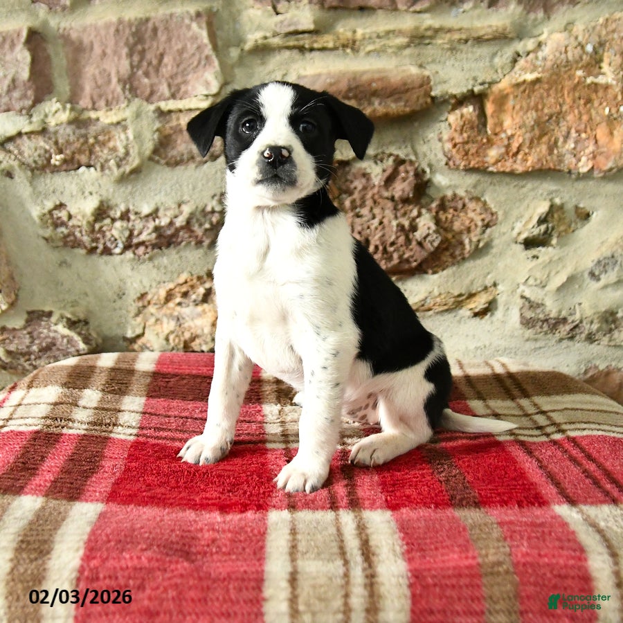 Mixed Breed dogs Tina - Ad 22