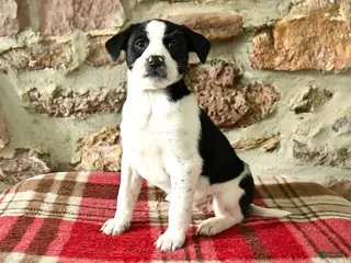 Mixed Breed dogs Tina - Ad 22