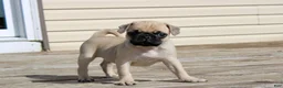 Pug dogs for sale: Max - Ad 1