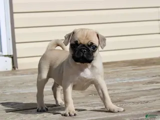 Pug dogs Max - Ad 8