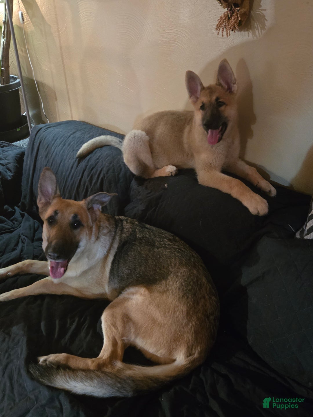 German Shepherd dogs for sale: Echo - Ad 1