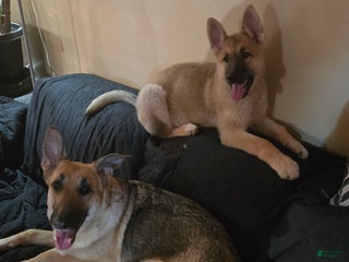 German Shepherd dogs Echo - Ad 41