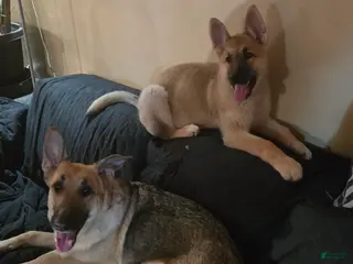 German Shepherd dogs Echo - Ad 18