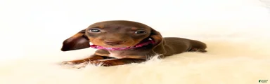 AKC Daisy