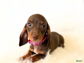 Miniature Dachshund dogs AKC Daisy - Ad 22