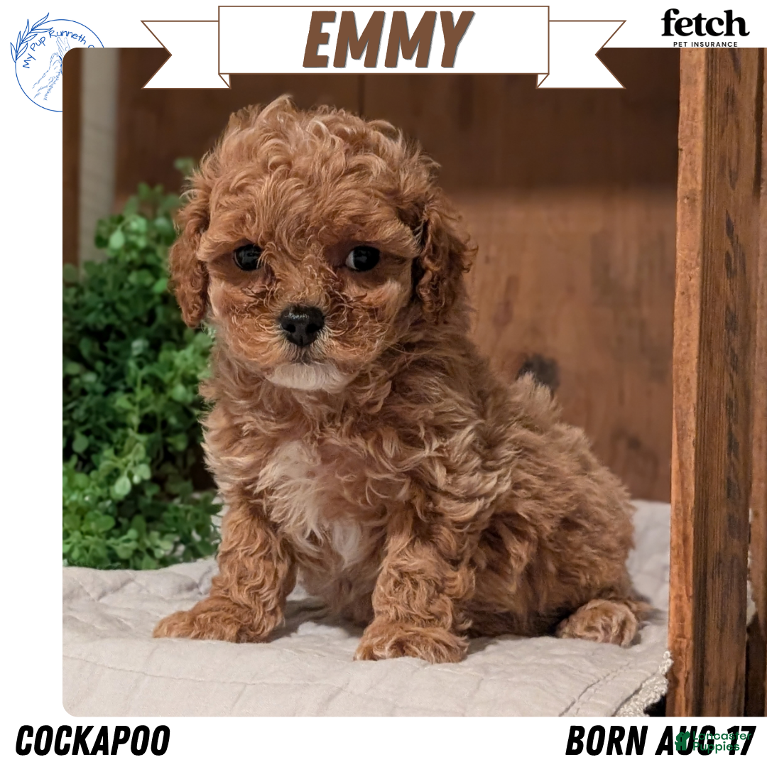 Cockapoo dogs Emmy - Ad 1