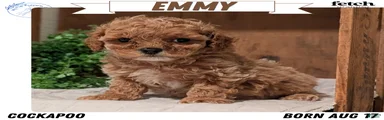 Emmy