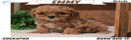 Cockapoo dogs for sale: Emmy - Ad 1