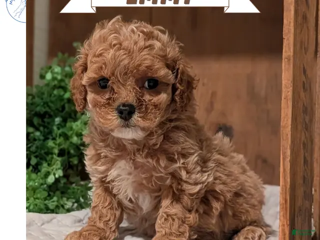 Cockapoo dogs Emmy - Ad 1