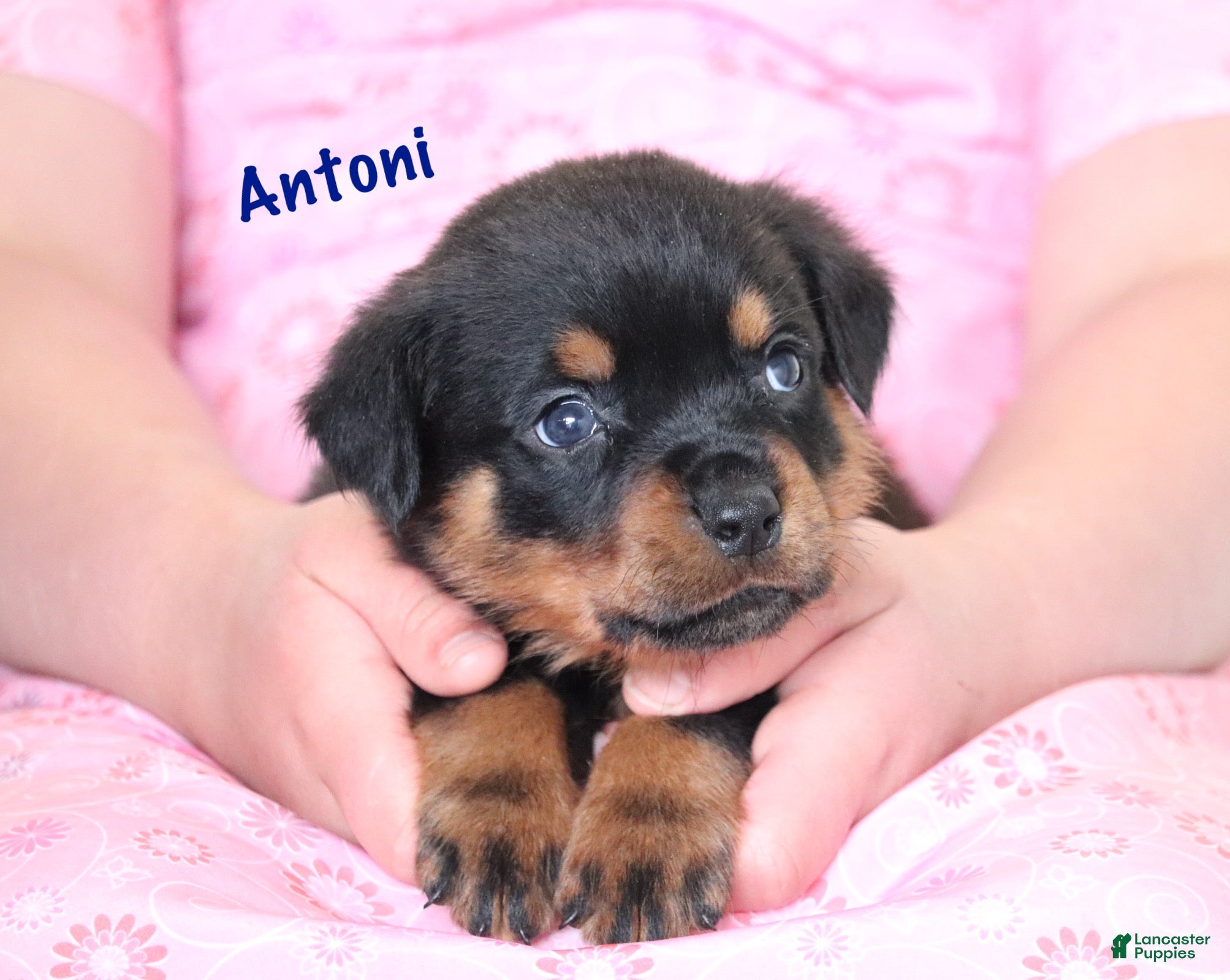 Rottweiler dogs Antoni  - Ad 2