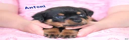 Rottweiler dogs for sale: Antoni  - Ad 2