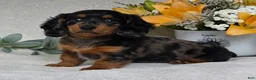 Miniature Dachshund dogs for sale: Posie - Ad 4