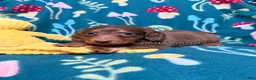 Miniature Dachshund dogs for sale: AKC Lighter Chocolate & Tan Long Haired Male Miniature Dachshund  - Ad 4
