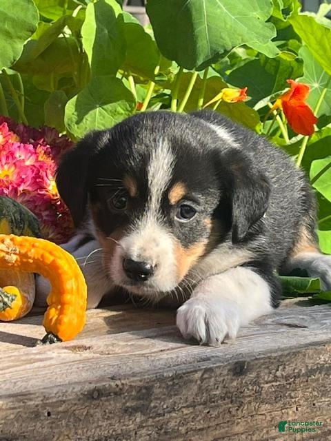 Mixed Breed dogs for sale: Ronnie - Ad 26