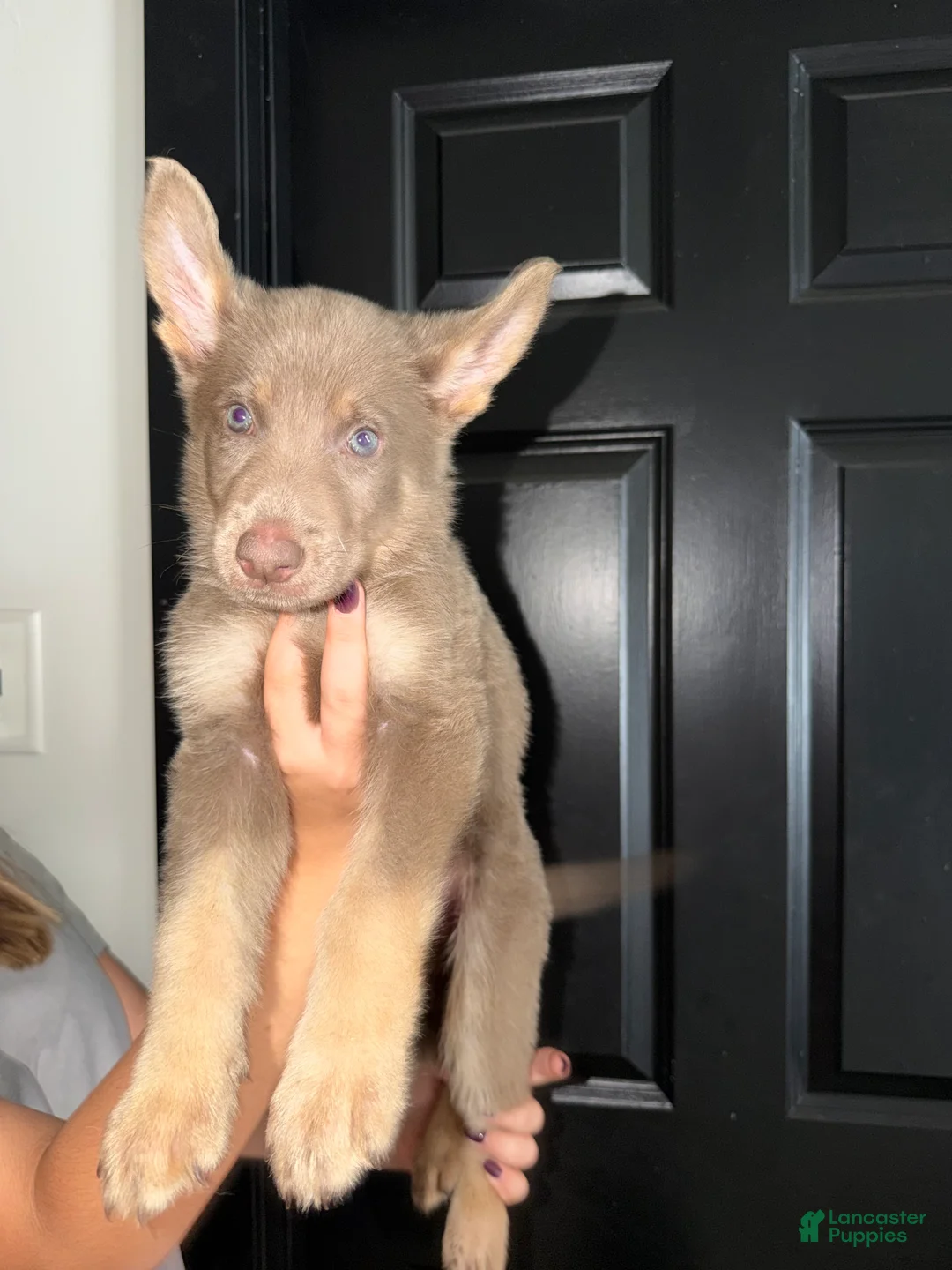 German Shepherd dogs for sale: German Shepherd 1 - Ad 2