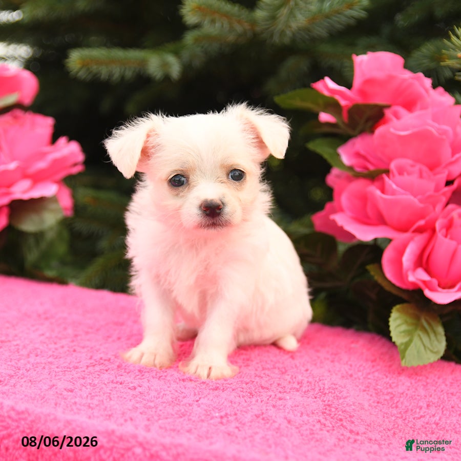 Mixed Breed dogs Snowflake - Ad 2