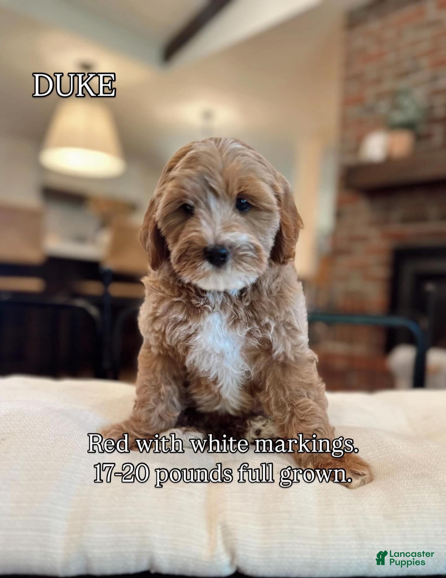 Goldendoodle dogs Goldendoodle 2 - Ad 39