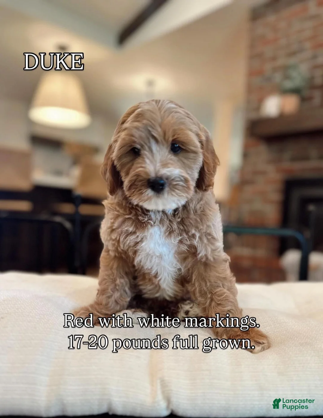 Goldendoodle dogs for sale: Goldendoodle 2 - Ad 1