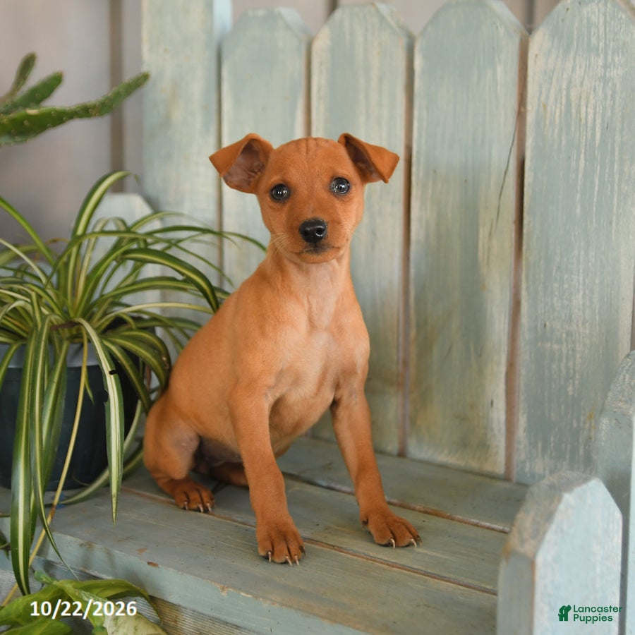 Miniature Pinscher dogs for sale: Pansy - Ad 2