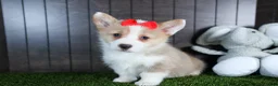 Welsh Corgi Pembroke dogs for sale: Raya - Ad 11