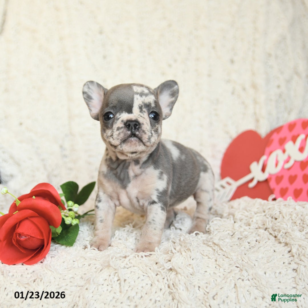 French Bulldog dogs for sale: Beverly - Ad 2