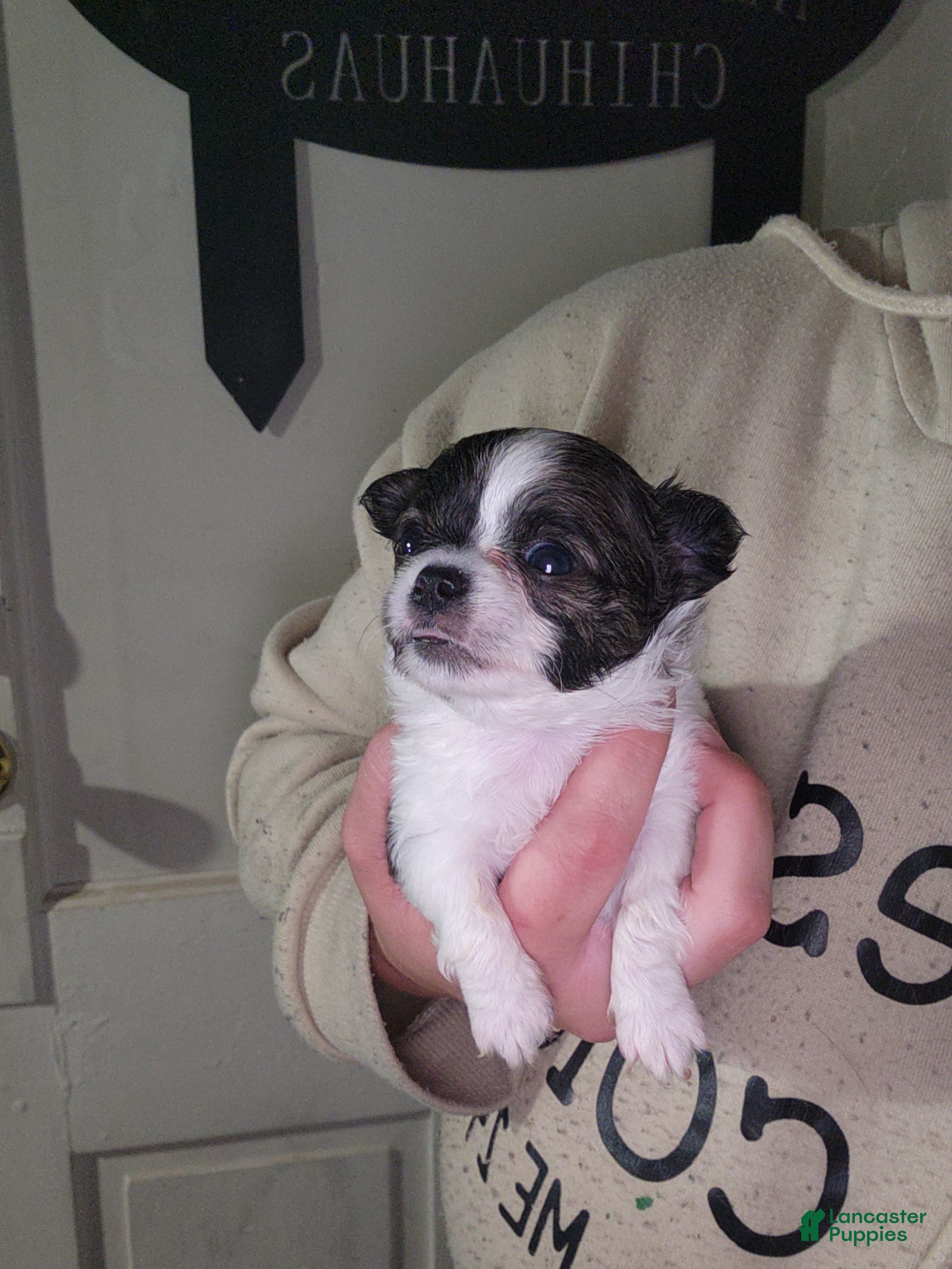 Chihuahua dogs Pecan - Ad 33