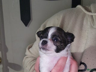 Chihuahua dogs Pecan - Ad 42