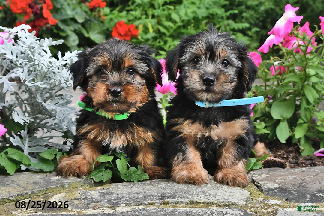 Yorkshire Terrier dogs for sale: Tigger - Ad 5