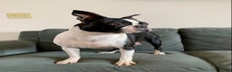 Boston Terrier dogs for sale: Nick  - Ad 7