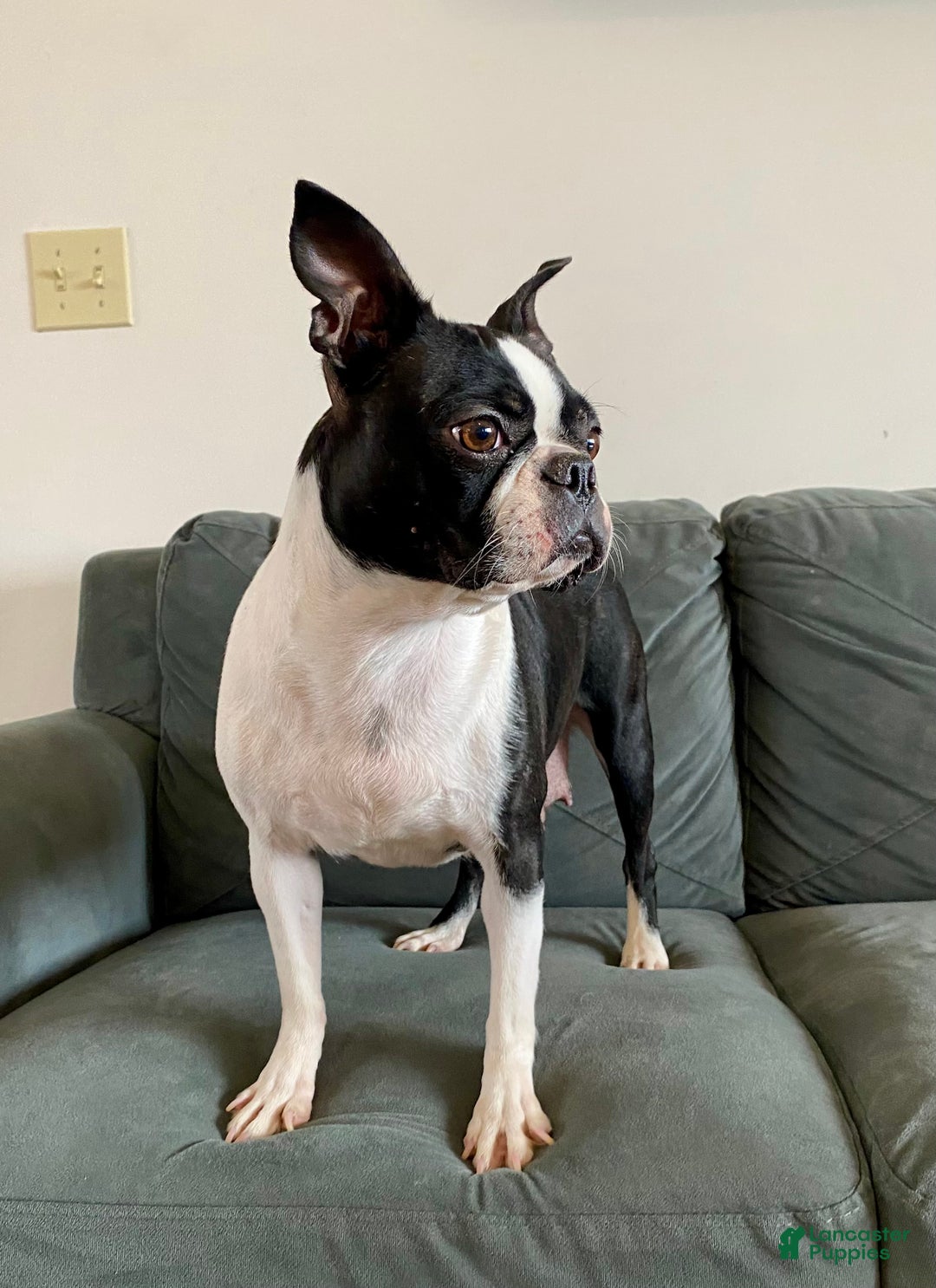 Boston Terrier dogs for sale: Nick  - Ad 7