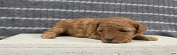 Miniature Poodle dogs for sale: Willow - Ad 7