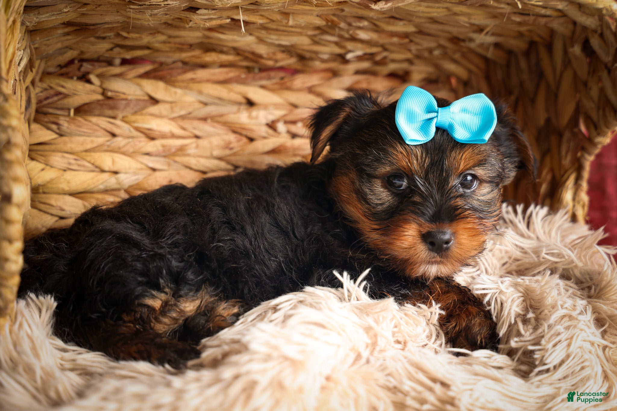Yorkshire Terrier dogs DEXTER - Ad 2