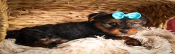 Yorkshire Terrier dogs for sale: DEXTER - Ad 2