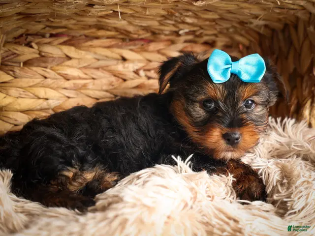 Yorkshire Terrier dogs for sale: DEXTER - Ad 2
