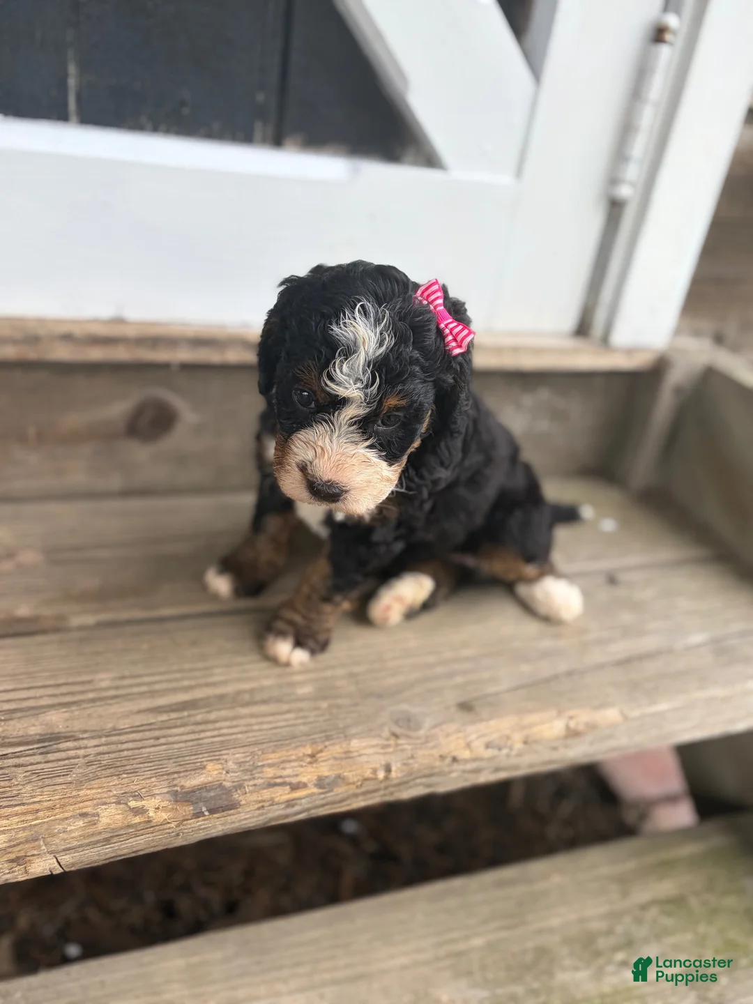 Mini Bernedoodle dogs for sale: Polly - Ad 2